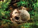 Czaszka małpy Primate Skull EXO TERRA EX-8558 68,99 zł