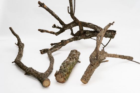 Gałęzie korkowe - gałąź dębu korkowego 30cm 25,00 zł
