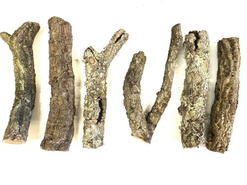 Gałęzie korkowe - gałąź dębu korkowego 30cm 25,00 zł