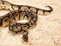 Podłoże dla węży ASPEN SNAKE 26,4L ZooMed 99,00 zł