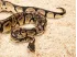 Podłoże dla węży ASPEN SNAKE 26,4L ZooMed 99,00 zł