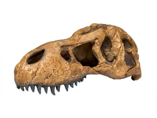 Czaszka tyranozaura duża T-REX SKULL Exo Terra 77,99 zł