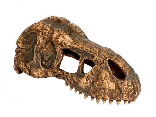 Czaszka tyranozaura mała T-REX SKULL Exo Terra 39,99 zł