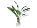 Sztuczna roślina do terrarium - Kalatea z korzeniami 50cm 35,00 zł