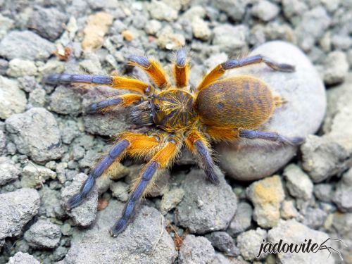 Harpactira pulchripes ♀ 2DC (4cm) 200,00 zł