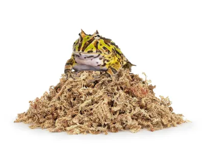 Sphagnum moss Mech torfowiec 100g Happet 29,99 zł