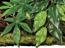 Roślina sztuczna do terrarium Ficus Small Exo Terra 34,99 zł