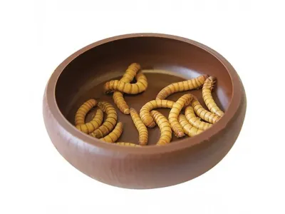 Mała miseczka na żywy pokarm 7,5x7,5x2cm Komodo