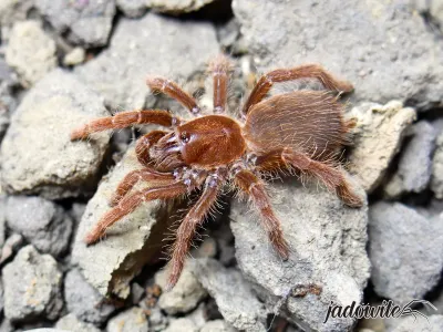 Pelinobius muticus 2DC (3-3,5cm) 45,00 zł