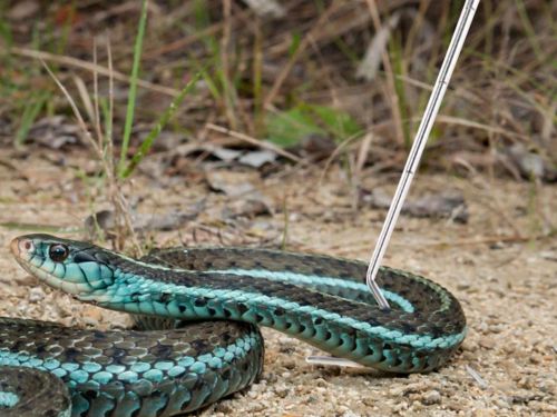 Metalowy hak na węże do 2kg Stainless Snake Hook Repti-Zoo 54,99 zł