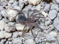 Theraphosa stirmi L2 (3cm) 200,00 zł