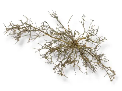 Naturalne gałązki wrzośca do terrarium XL - 40-70cm