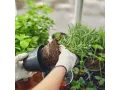 Włókno kokosowe, podłoże do terrarium - brykiet 650g 8,00 zł