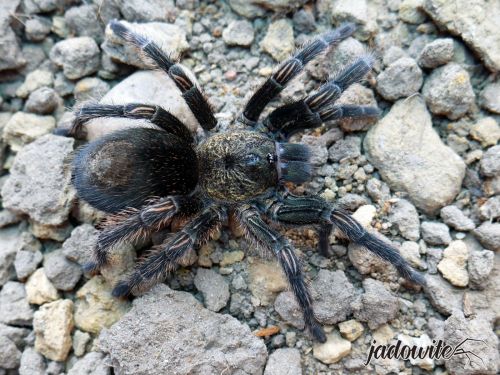 Thrixopelma pruriens ♀ 2DC (3,5cm) 120,00 zł