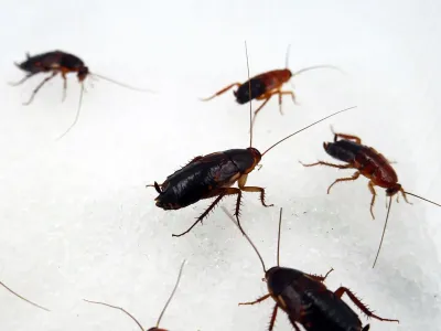 Hydrożel Aqua Bite Gel - gotowa do użycia woda w żelu dla owadów 650ml