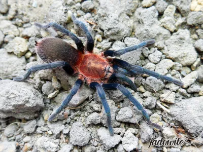 Holothele longipes 1-1,5DC (3cm) 40,00 zł