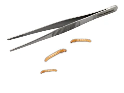 Pęseta terrarystyczna Hard Grip 11,5cm 12,00 zł