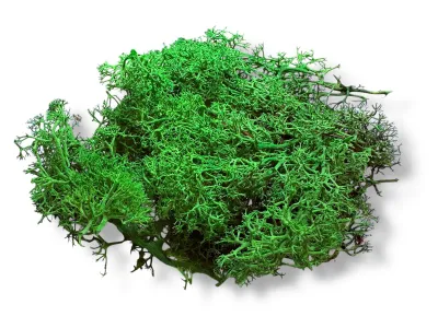 Chrobotek reniferowy CIEMNO ZIELONY – dekoracja do terrarium, naturalny wystrój | Jadowite.pl