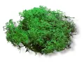 Chrobotek reniferowy CIEMNO ZIELONY – dekoracja do terrarium, naturalny wystrój | Jadowite.pl