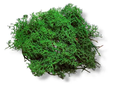 Chrobotek reniferowy CIEMNO ZIELONY – dekoracja do terrarium, naturalny wystrój | Jadowite.pl