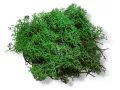 Chrobotek reniferowy CIEMNO ZIELONY – dekoracja do terrarium, naturalny wystrój | Jadowite.pl