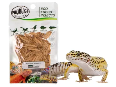 Larwy mącznika 20g Eco-Fresh Mealworm ProBugs - pakowane próżniowo