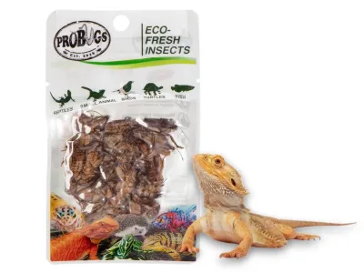 Świerszcze 6g Eco-Fresh Cricket ProBugs - pakowane próżniowo – karmówka / pokarm dla gadów i