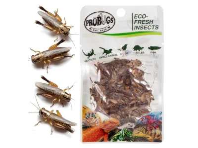 Świerszcze 6g Eco-Fresh Cricket ProBugs - pakowane próżniowo – karmówka / pokarm dla gadów i