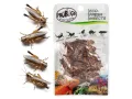 Świerszcze 6g Eco-Fresh Cricket ProBugs - pakowane próżniowo – karmówka / pokarm dla gadów i