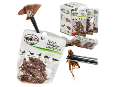 Świerszcze 6g Eco-Fresh Cricket ProBugs - pakowane próżniowo – karmówka / pokarm dla gadów i
