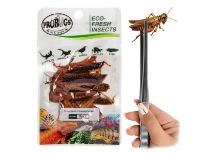Koniki polne 8szt Eco-Fresh Grasshopper ProBugs - pakowane próżniowo