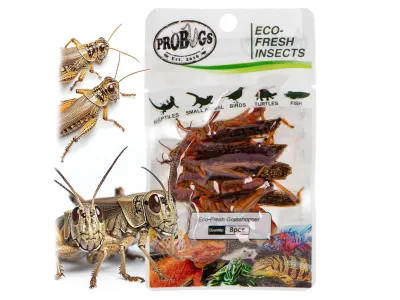 Koniki polne 8szt Eco-Fresh Grasshopper ProBugs - pakowane próżniowo