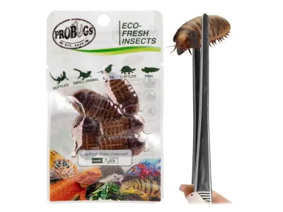 Karaczany argentyńskie 5szt. Eco-Fresh Dubia Cockroach ProBugs - pakowane próżniowo – karmówka