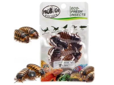 Karaczany argentyńskie 5szt. Eco-Fresh Dubia Cockroach ProBugs - pakowane próżniowo – karmówka