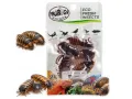 Karaczany argentyńskie 5szt. Eco-Fresh Dubia Cockroach ProBugs - pakowane próżniowo – karmówka
