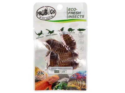 Karaczany argentyńskie 5szt. Eco-Fresh Dubia Cockroach ProBugs - pakowane próżniowo – karmówka