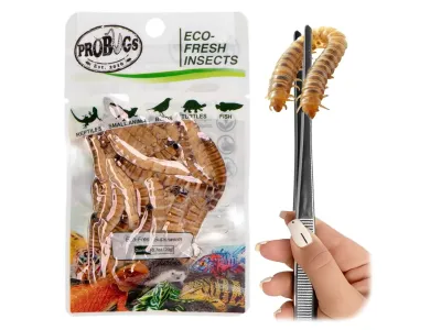 Larwy drewnojada 20g Eco-Fresh Superworm ProBugs - pakowane próżniowo