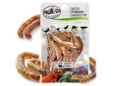 Larwy drewnojada 20g Eco-Fresh Superworm ProBugs - pakowane próżniowo