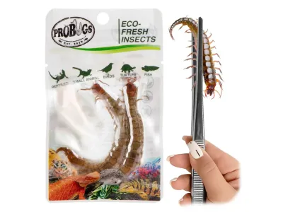 Skolopendry 2szt. Eco-Fresh Scolopendra Centipede ProBugs - pakowane próżniowo – parecznik /