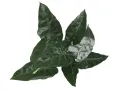 Sztuczna roślina do terrarium - Alokazja z korzeniami 45cm – roślina do terrarium, dekoracja
