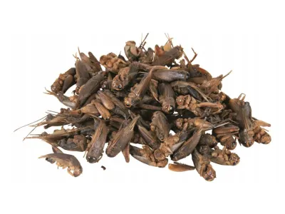 Suszone świerszcze dla gadów i ryb akwariowych Dried Crickets Tropical 100ml/10g – karmówka /