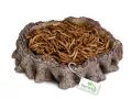 Miska do terrarium Root Bowl 16x16x4 cm Terrario – miska / poidło do terrarium dla gadów
