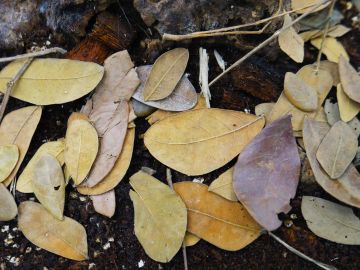 Liście tropikalne do terrarium Tropical Leaves - 20g 12,00 zł