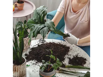 Włókno kokosowe w kostce - naturalne podłoże dla ptaszników i roślin