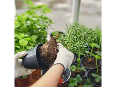 Włókno kokosowe w kostce - naturalne podłoże dla ptaszników i roślin