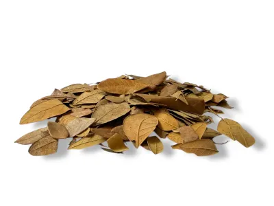 Liście tropikalne do terrarium Tropical Leaves - 20g – dekoracja do terrarium, naturalny