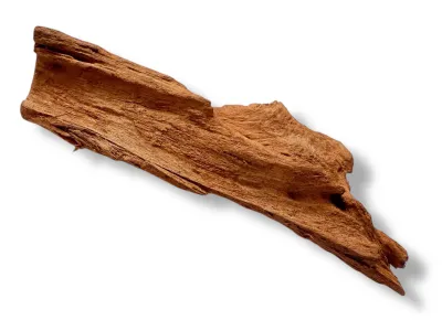 Korzeń Mangrowca 8-20 cm | Naturalna Dekoracja do Akwarium i Terrarium