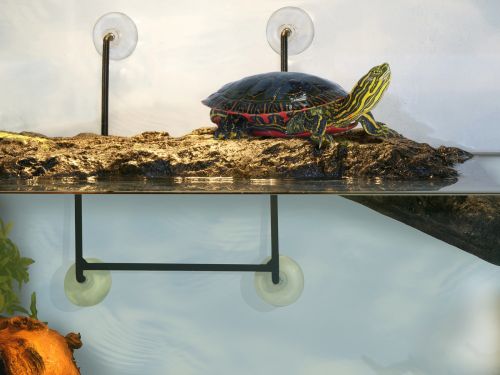 Turtle Dock pływająca wyspa dla żółwia 12x28 cm ZooMed 65,00 zł