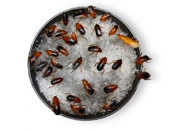 Hydrożel Aqua Bite - woda w żelu dla owadów 15,00 zł