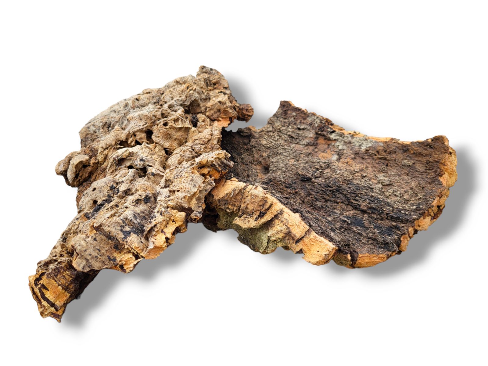 Płaty - kora dębu korkowego Cork Bark Flats 1kg 49,99 zł